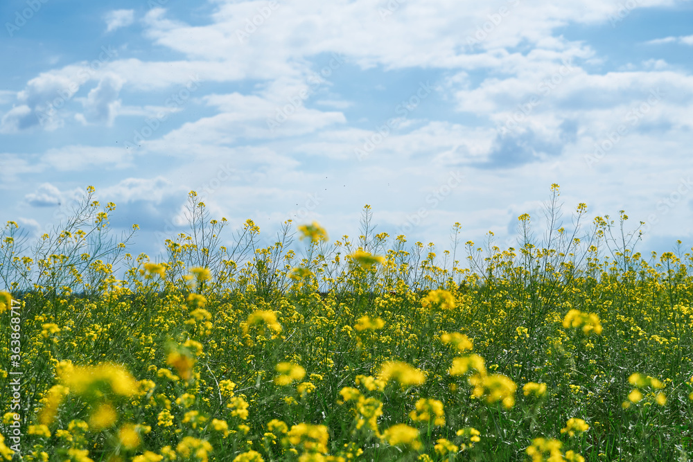 beautiful summer landscape - a meadow with yellow flowers in the forest on a bright Sunny day beautiful summer landscape - a meadow with yellow flowers in the forest on a bright Sunny day