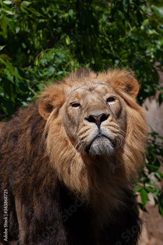  majestic wild lion with mane in the park and blurred background