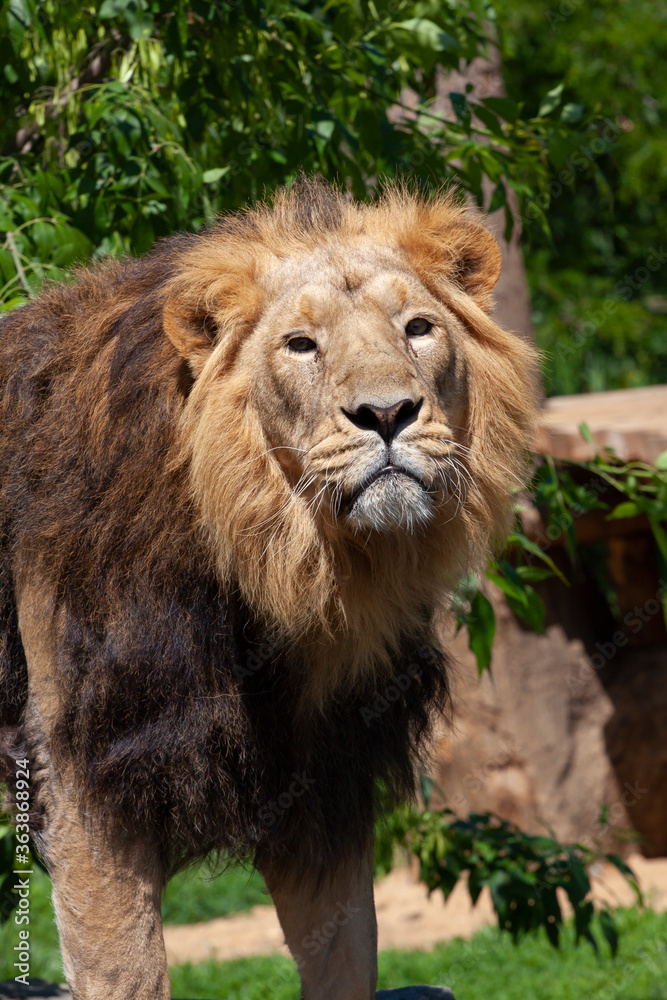 majestic wild lion with mane in the park and blurred background
majestic wild lion with mane in the park and blurred background