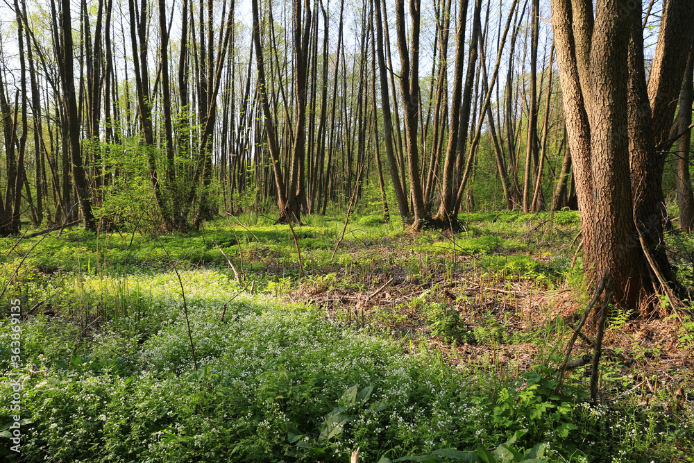 wild green forest wild green forest