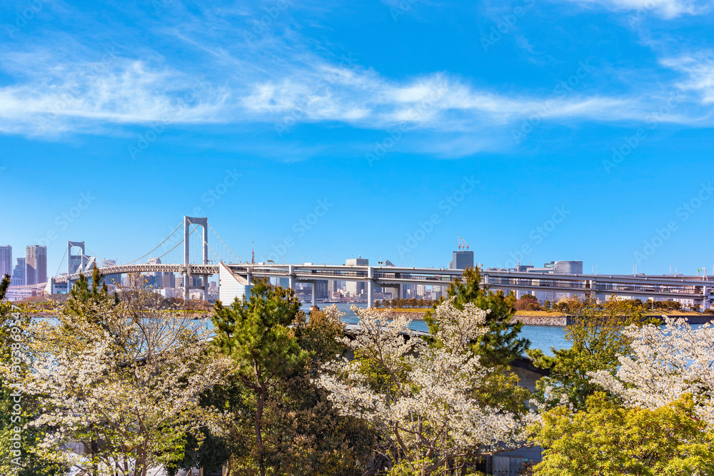 Cherry blossoms of the Odaiba Seaside Park in front of the double-layered suspension Rainbow Bridge in Tokyo bay with cirrus clouds in the sky.