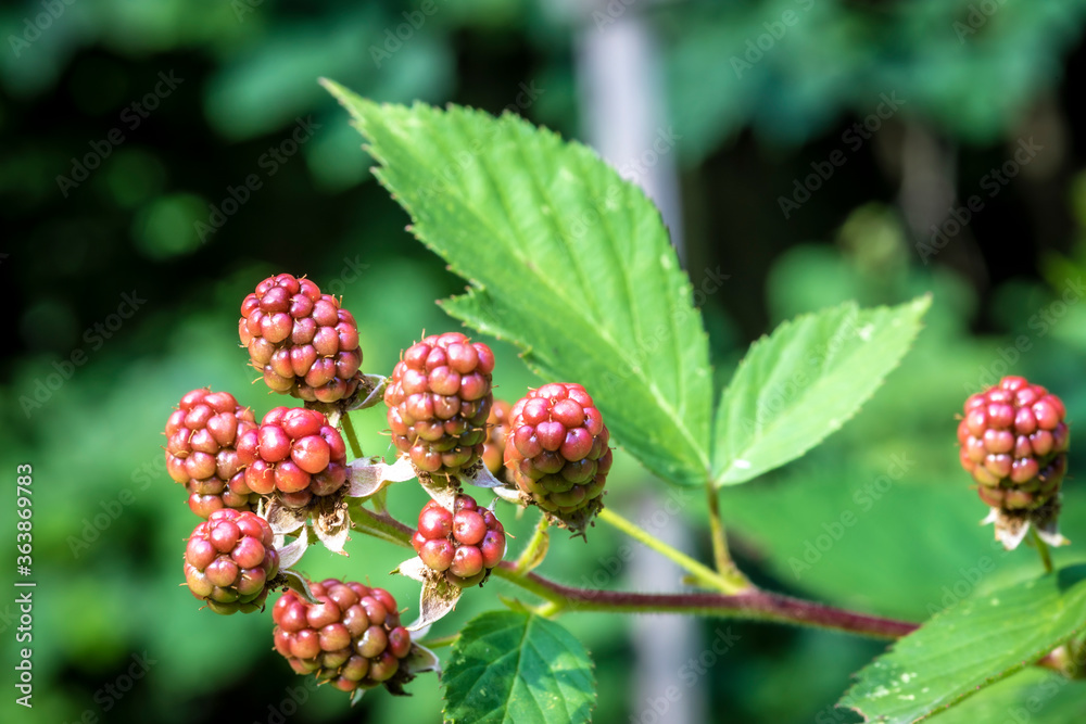 unripe blackberries ( rubus fruticosus ) in garden unripe blackberries ( rubus fruticosus ) in garden