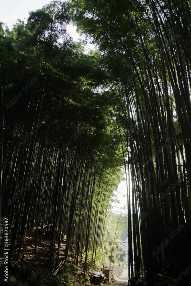 Fototapeta premium 京 桂 20150511