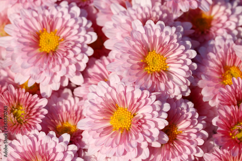 Pink chrysanthemums  colorful bouquet of flowers in sunny day. Picturesque floral background  beautiful pattern