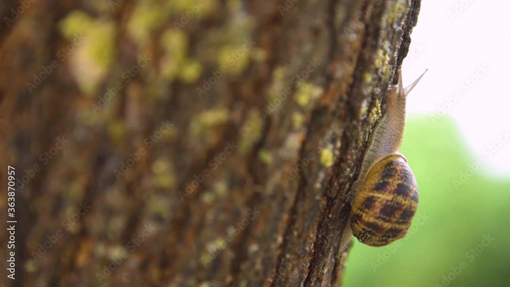 Close up shot of a snail climbing up the trunk of a tree at daytime. Close up shot of a snail climbing up the trunk of a tree at daytime.