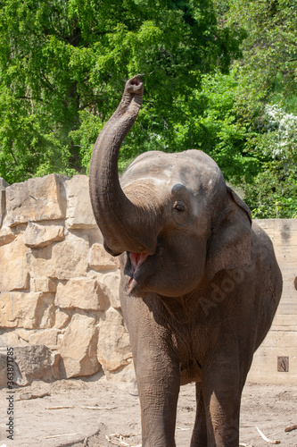 african elephant in zoo