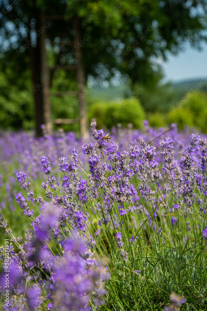Naklejka premium lavender bushes with tree and wooden ladder on background.