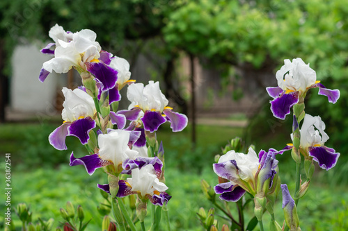 Iris is a genus of perennial rhizome plants of the Iris family, or Kasatikovy. focus on unopened iris buds. photo