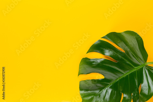 Tropical Jungle Leaf, Monstera, resting on flat surface, on yellow background.