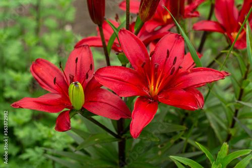 blooming tiger lily flowers. red petals. selective focus © Anton