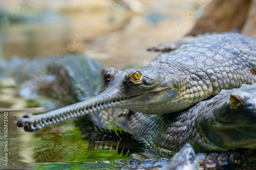 wild green gavial in nature in the lake
