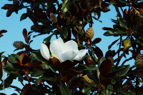 Magnolia denudata tree and flower photo