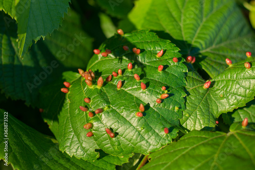 apricot tree leaves. galls of red color in the form of vertical bags, the site of infection from a bite of a linden gall mite