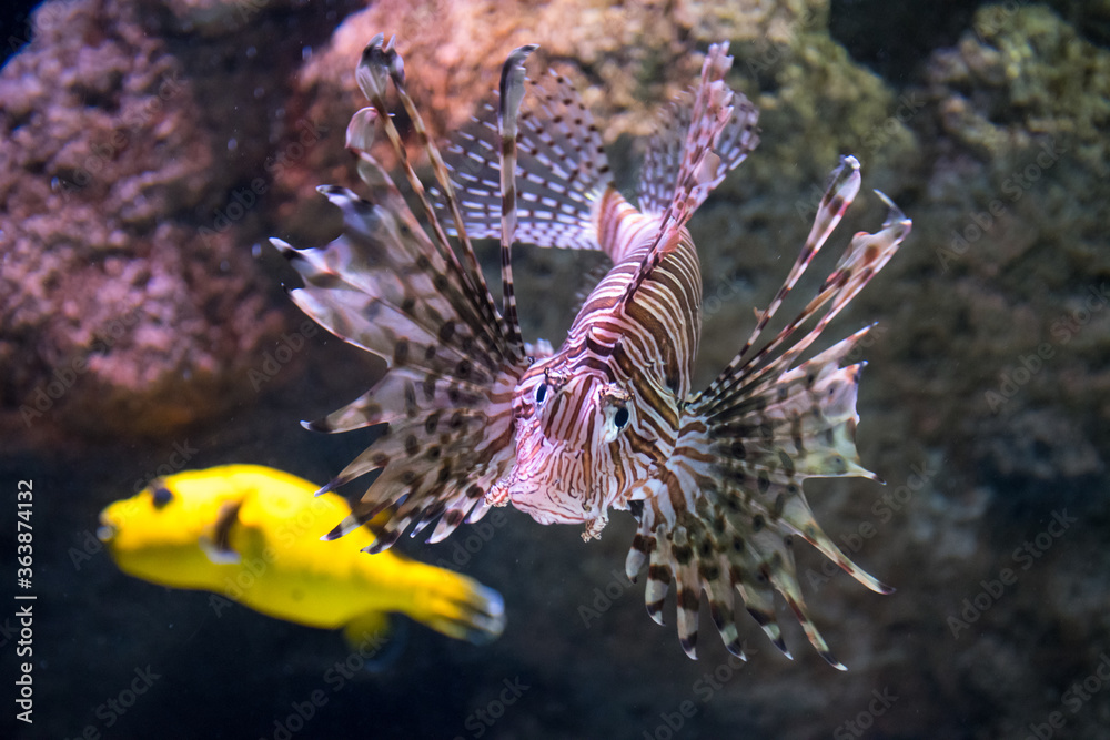 Red lionfish, predatory scorpion fish that lives on coral reefs of the Indo-Pacific Ocean and more recently in the western Atlantic, swimming among rocks, invasive species Red lionfish, predatory scorpion fish that lives on coral reefs of the Indo-Pacific Ocean and more recently in the western Atlantic, swimming among rocks, invasive species
