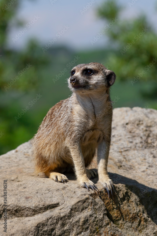 meerkat on the lookout at rock in nature meerkat on the lookout at rock in nature