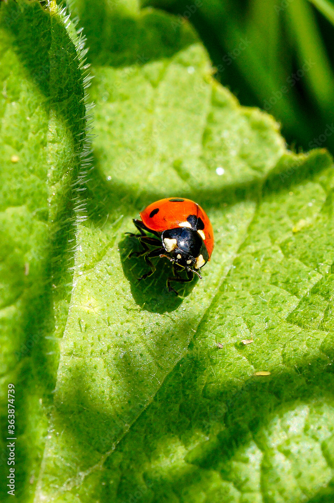 Fototapeta premium Ladybug on a plate, looking for food