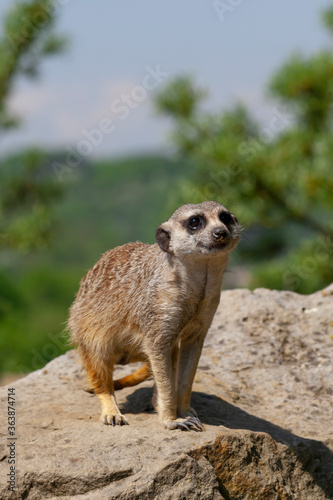 meerkat on the lookout at rock in nature  © svetjekolem