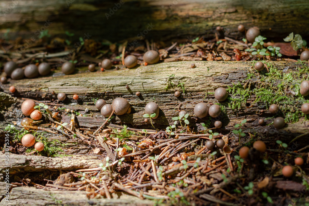 Obraz premium Woody Lykogala, or Lycogala epidendrum - a type of mucus that is part of the genus of the lycoglass of the Tubiferaceae family. Mushrooms grow on old dry tree stumps. selective focus