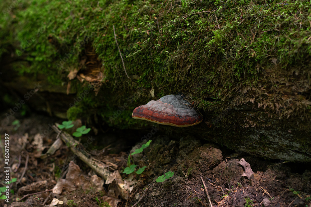 Fototapeta premium Bordered tinder fungus or Fomitopsis pinicola - a fairly common fungus tinder fungus, saprophyte. It grows on a tree, parasitizes and destroys it from the inside. selective focus