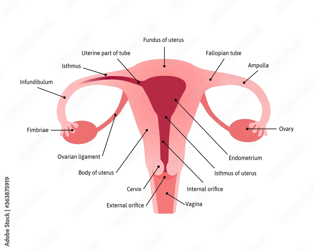 Overview of the uterus and ovaries, anterior view. All parts of womb