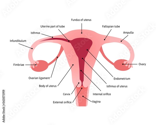 Overview of the uterus and ovaries, anterior view. All parts of womb are marked with lines and names. Woman reproductive system. Vector medical illustration