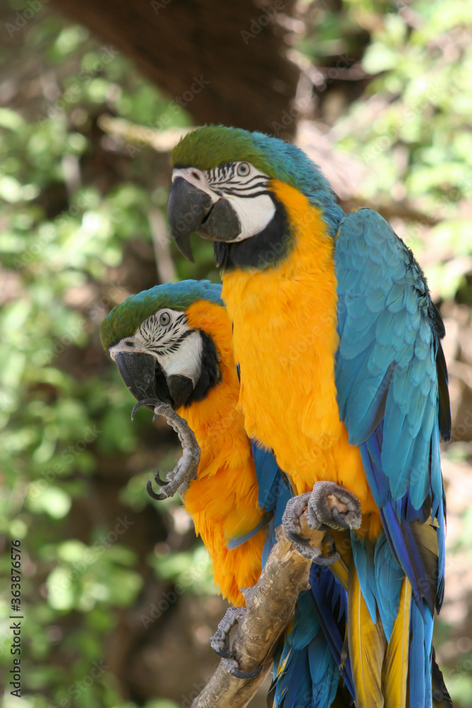 
blue-yellow macaw parrots on a branch in the park