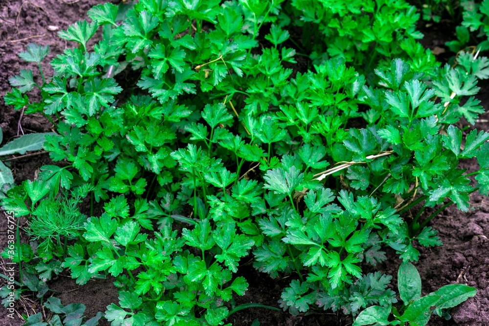Parsley leaves. Parsley in the garden.