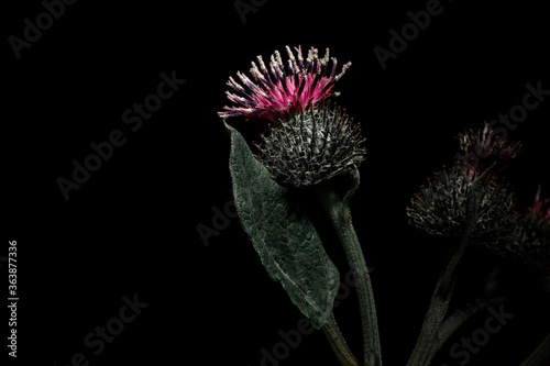 Purple barbed burdock (Arctium lappa) flower on a black background with a green leaf