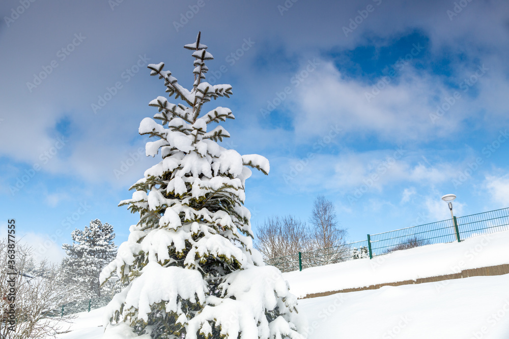 Obraz premium Closeup of tree covered with hoarfrost and snow under blue sky