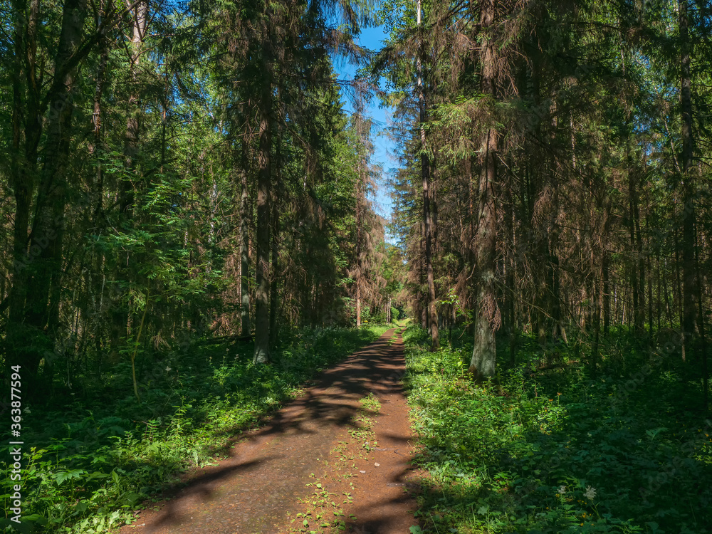 A narrow path through a dense forest