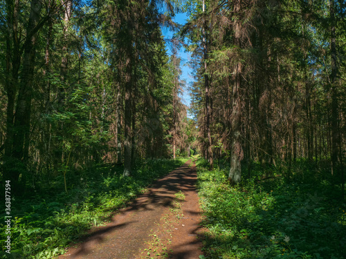 A narrow path through a dense forest