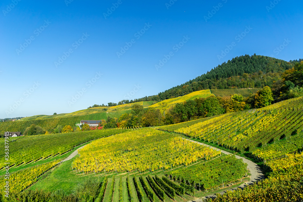 Aerial shot of vineyards on hillside under blue sky