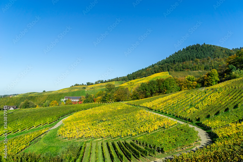Fototapeta premium Aerial shot of vineyards on hillside under blue sky