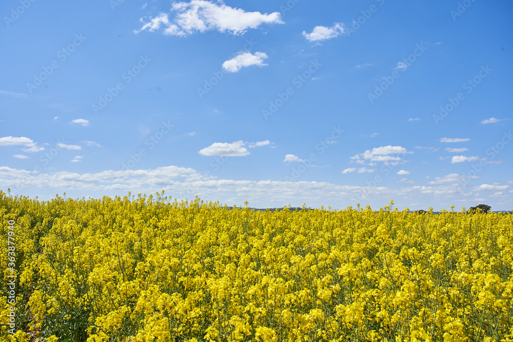 Obraz premium Closeup of yellow blooming rapeseed field under blue sky and white clouds