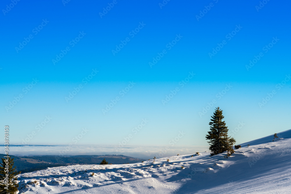 Fototapeta premium Pine tree on snow-covered mountaintop in sunlight, under blue sky