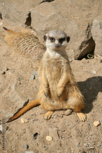 meerkat on guard in park at rock