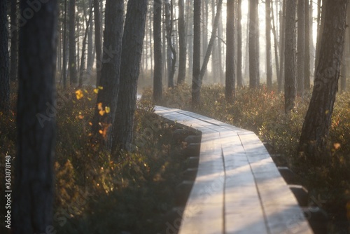 A wooden pathway trough the coniferous forest in a thick mysterious fog at sunrise. Cenas tirelis, Latvia. Sunlight through the old tree trunks. Idyllic autumn landscape. Natural tunnel, fairy scene photo