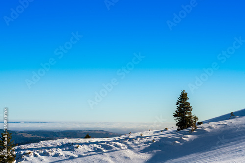 Pine tree on snow-covered mountaintop in sunlight, under blue sky
