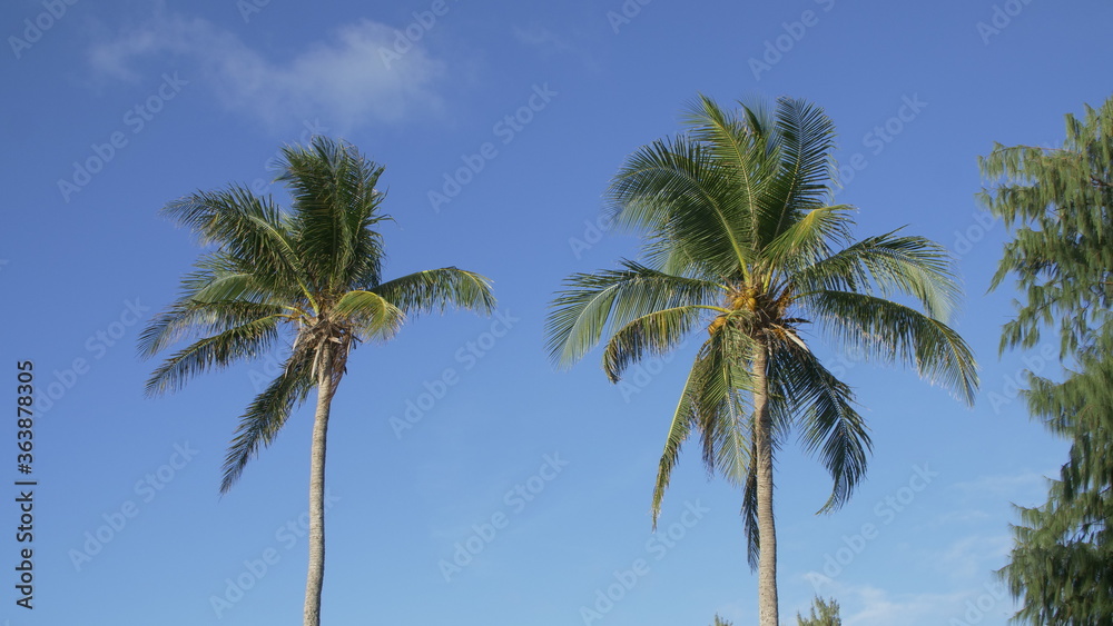 Two coconut palm trees on blue sky background