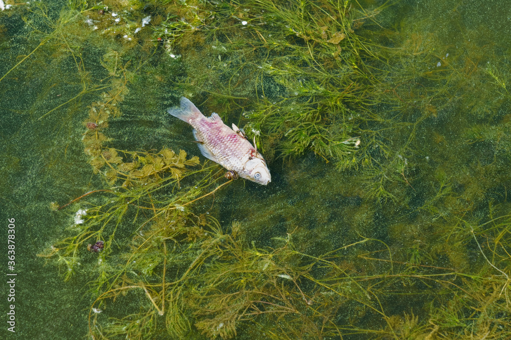 Fototapeta premium Dead small fish on the shore of the reservoir due to warming