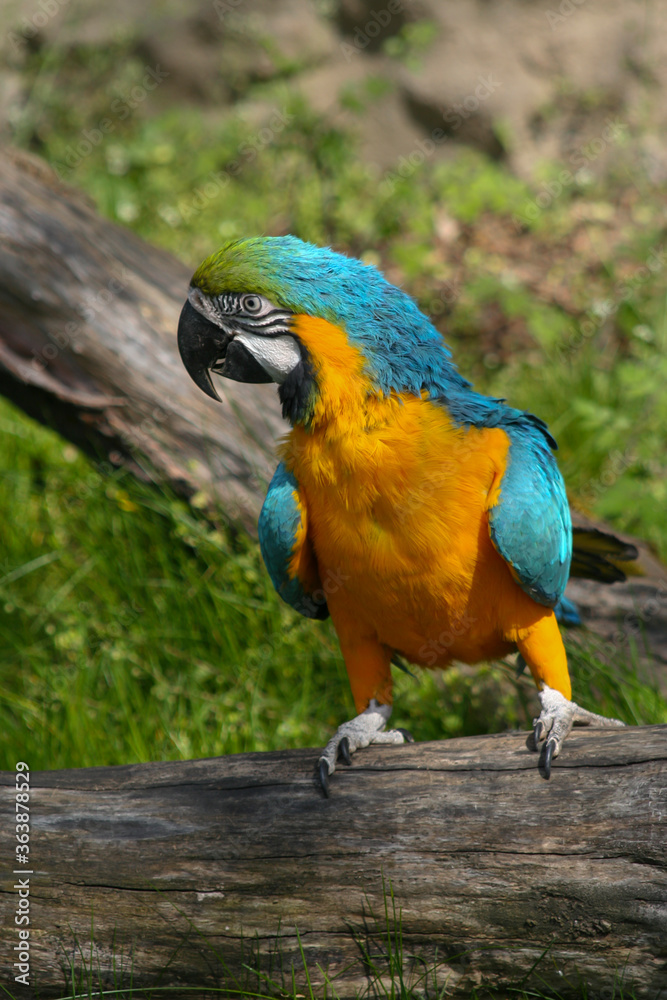 
wildly exotic colored macaw macaw on a branch