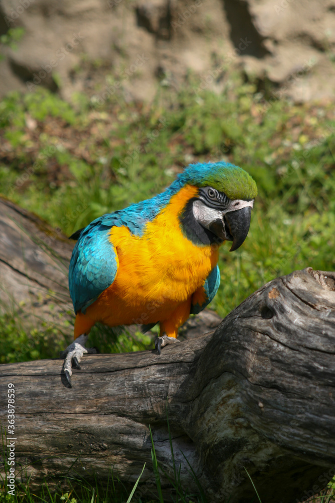 wildly exotic colored macaw macaw on a branch
wildly exotic colored macaw macaw on a branch