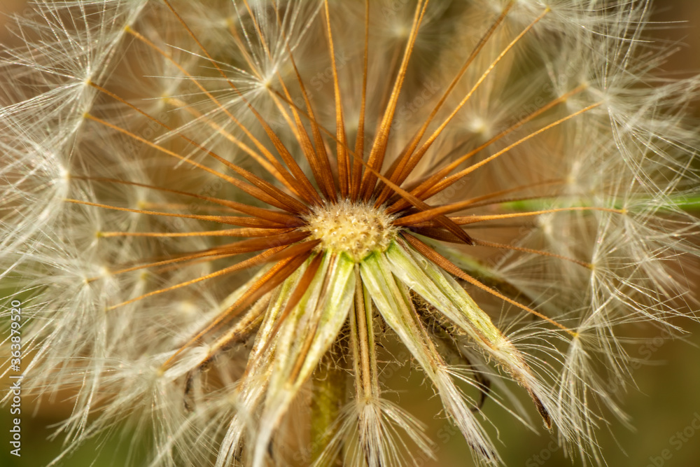 Fototapeta premium Dandelion seeds close up blowing in green background