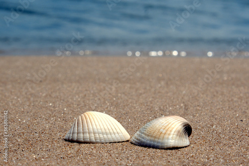 shells 