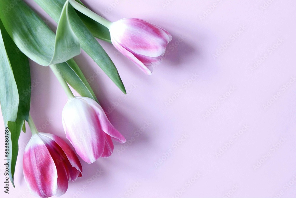 A bouquet of three pink and white tulips vertically lies on a lilac background. place for text, lettering. Spring flowers on a pink background. Postcard, beauty A bouquet of three pink and white tulips vertically lies on a lilac background. place for text, lettering. Spring flowers on a pink background. Postcard, beauty