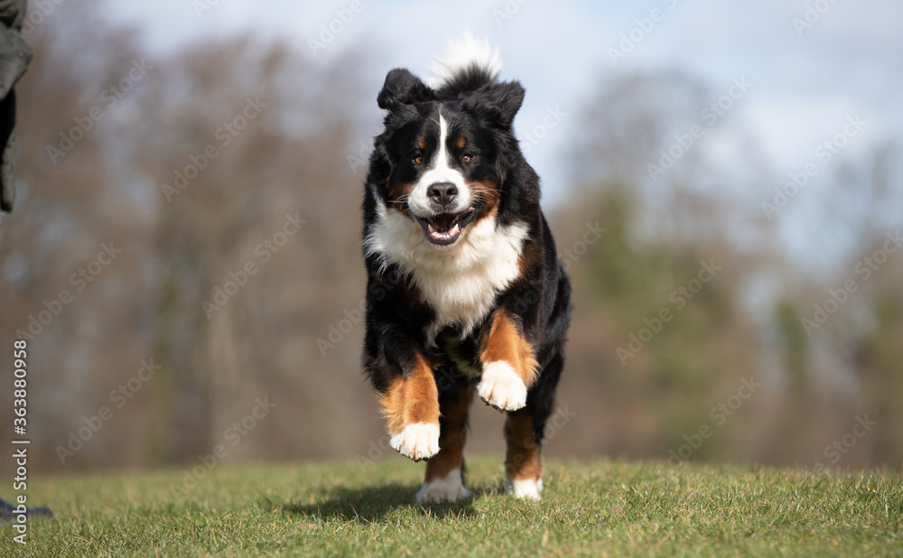 Bernese outside having fun Bernese outside having fun