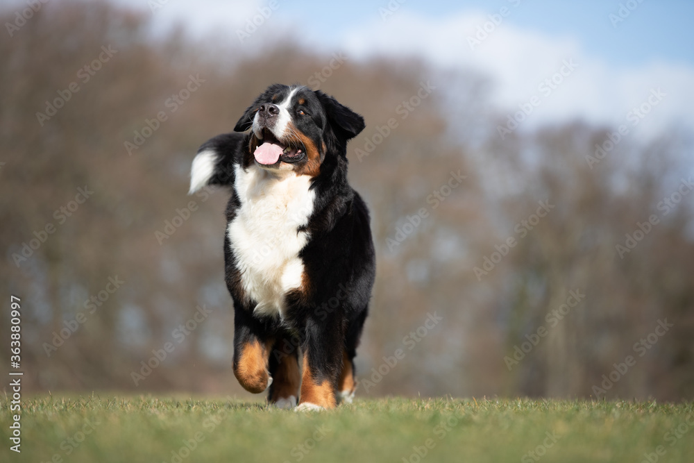 Fototapeta premium Bernese outside having fun