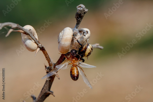 Goldenrod crab spider feasting on ant Macro photo