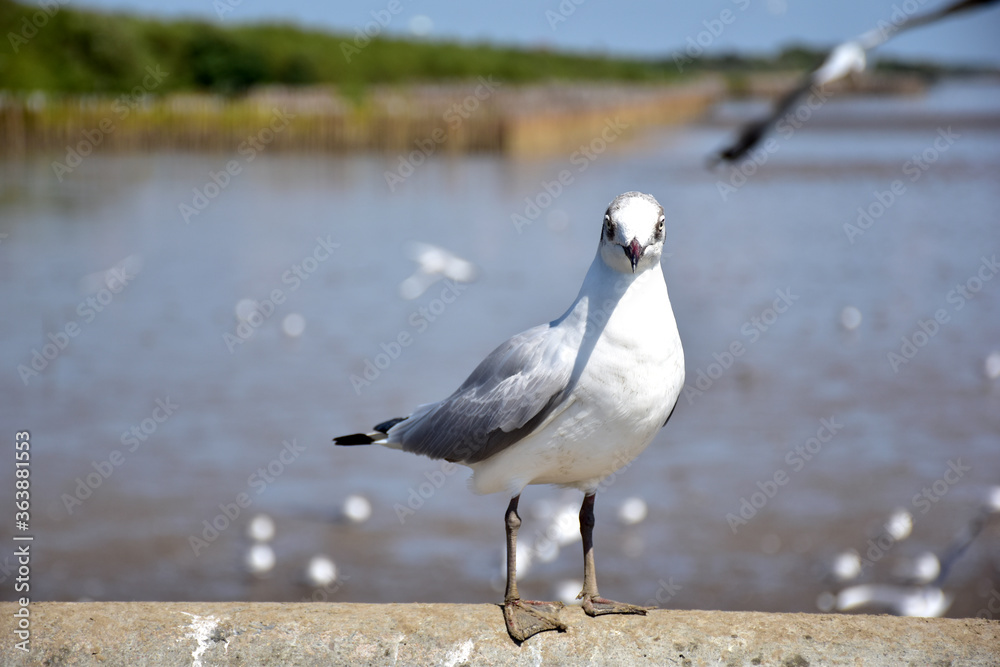 Seagull portrait against sea shore. Close up view of bird seagull sitting on the edge of the bridge at Bangpu Recreation Center, Samut Prakan, Thailand Seagull portrait against sea shore. Close up view of bird seagull sitting on the edge of the bridge at Bangpu Recreation Center, Samut Prakan, Thailand