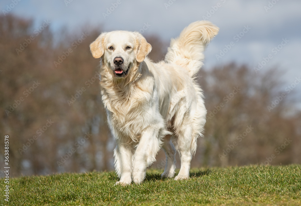 Golden Retriever